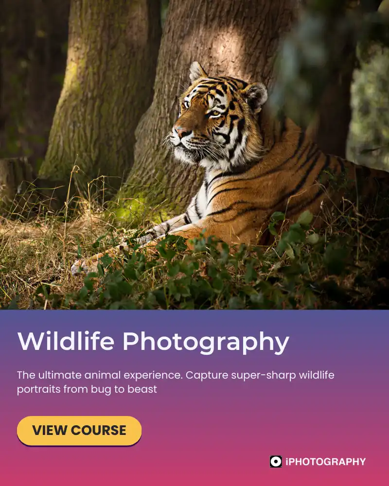 a tiger lying down in the shade amongst trees