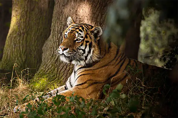 A tiger lying in the shade by some trees